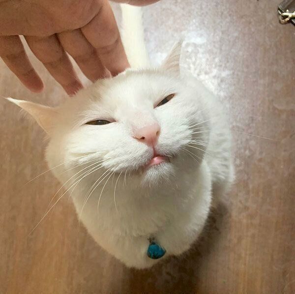 目を細めるハク様