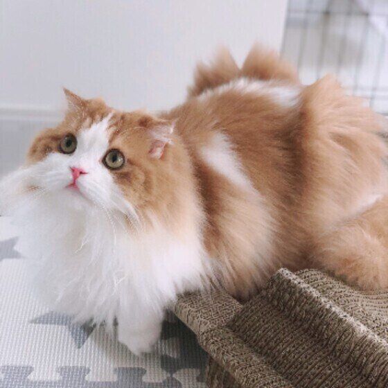 見上げるスコティッシュフォールド