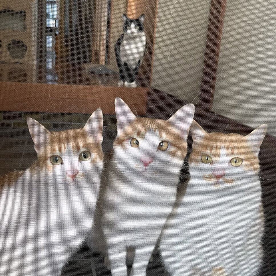 ふうたくん、つきちゃん、おーくん、せんちゃん