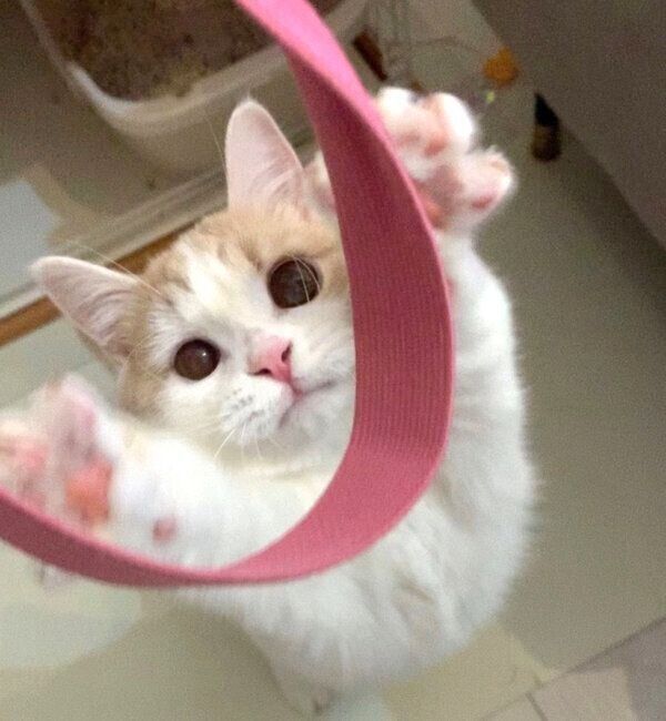 飛びつくマロくん