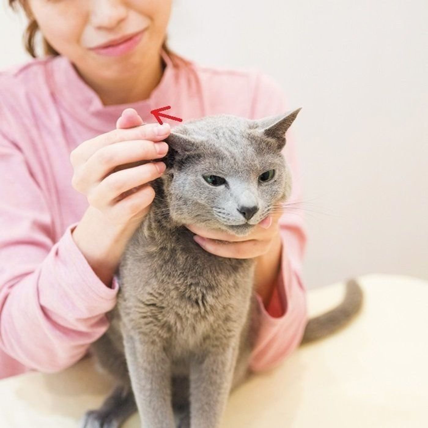 猫の顔を温める クルクル スライドマッサージ ねこのきもちweb Magazine 猫の顔を温める クルクル スライドマッサージ ねこのきもちweb Magazine