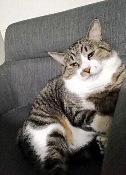 眠そうな顔の猫