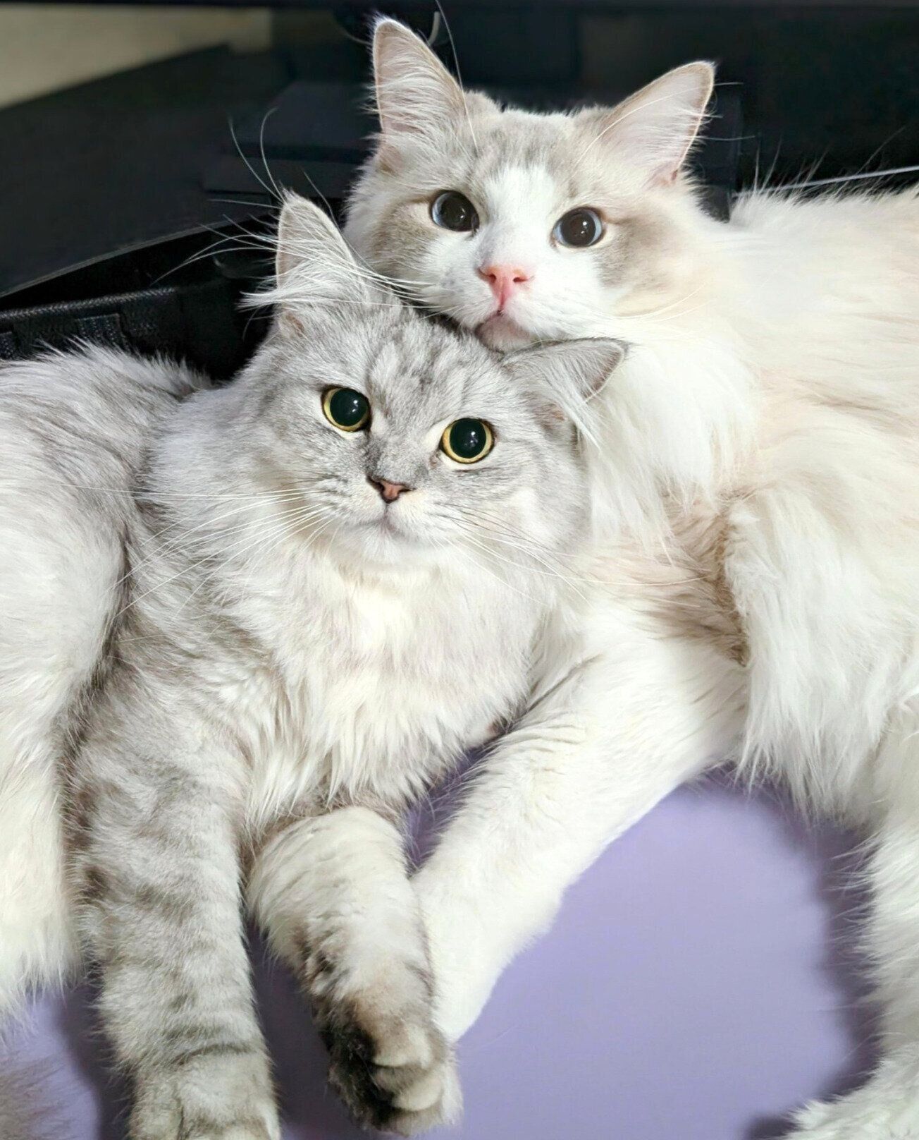 可愛いポーズをするしゅらくん、りおらくん