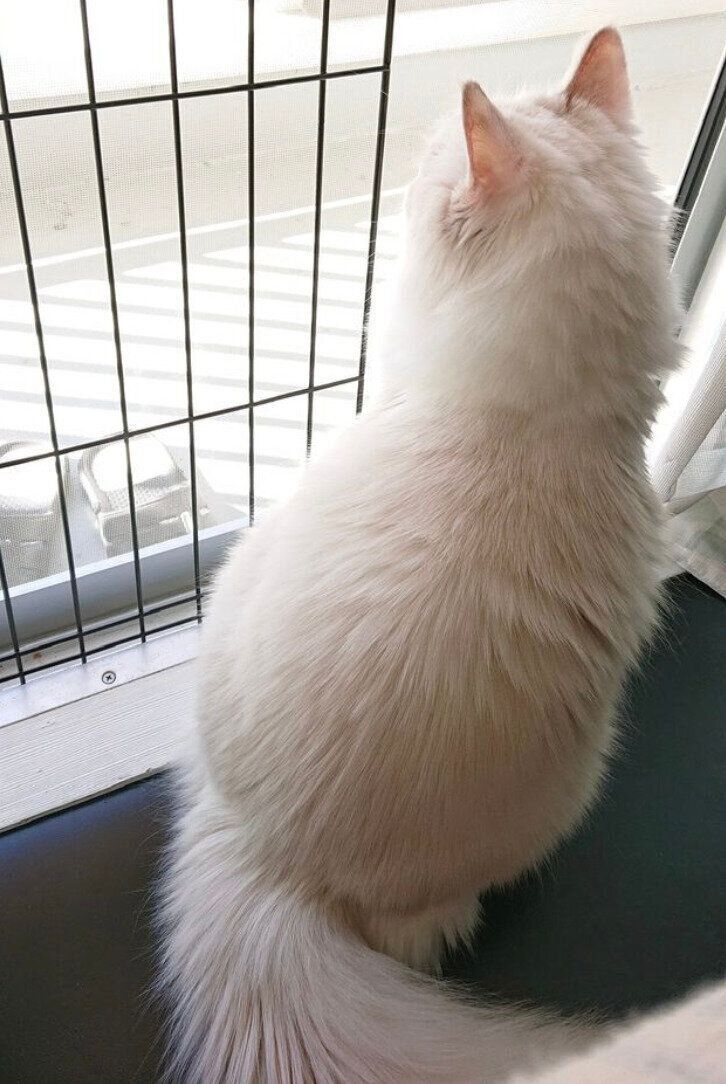 しろくんの後ろ姿