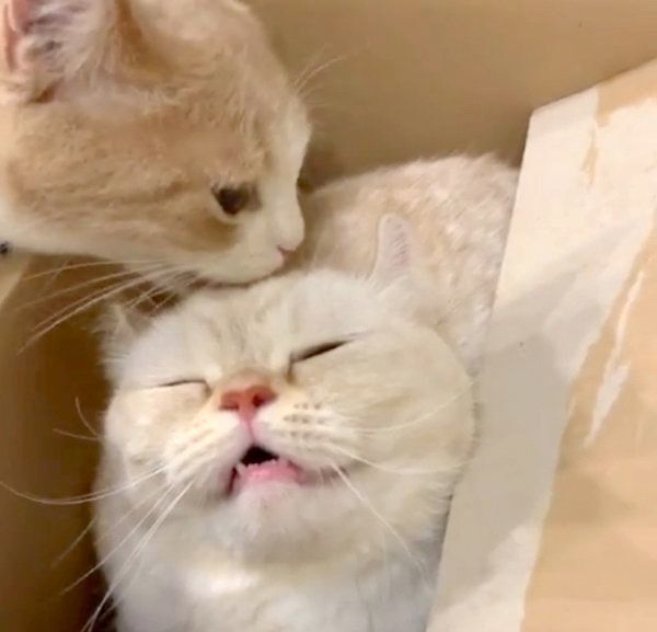 スコティッシュフォールドに頭を舐めてもらうアメリカンカール