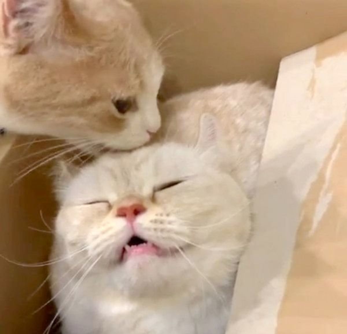 弟に頭を舐めてもらう兄猫 気持ちよすぎてお顔がスゴいことに ねこのきもちweb Magazine 弟に頭を舐めてもらう兄猫 気持ちよすぎてお顔がスゴいことに ねこのきもちweb Magazine