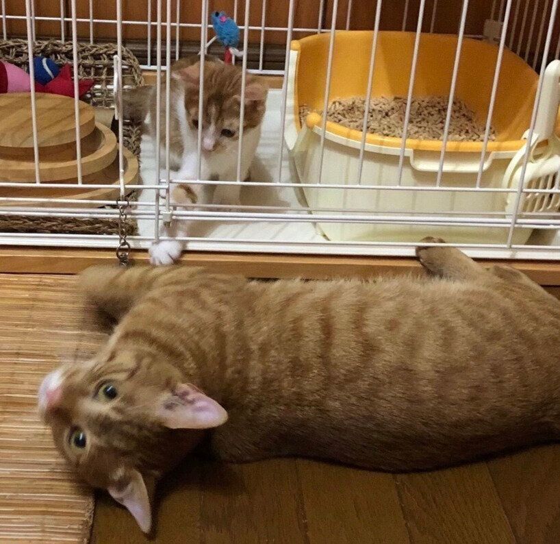 れおくんのケージの前に来たじんくん