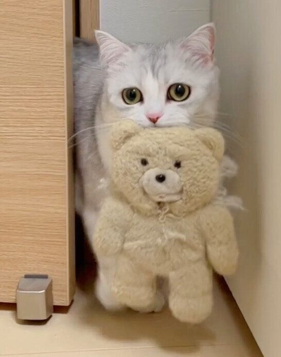 ぬいぐるみを運ぶネギトロちゃん