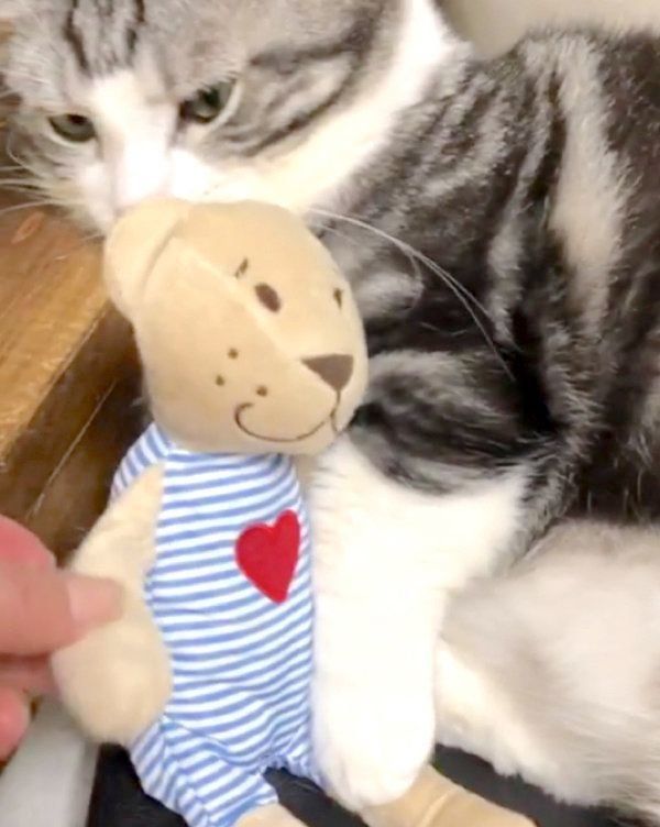 ぬいぐるみを抱えるマンチカン