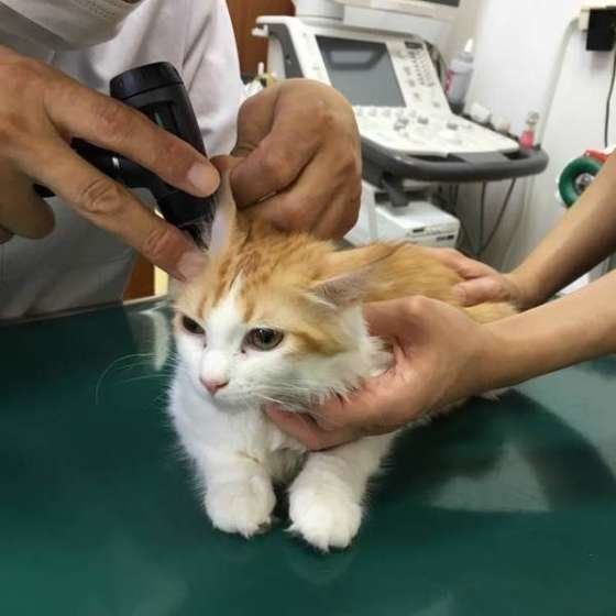 体を抑える保定も看護師の仕事