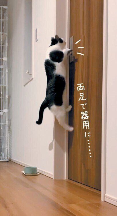 猫のあかりちゃん