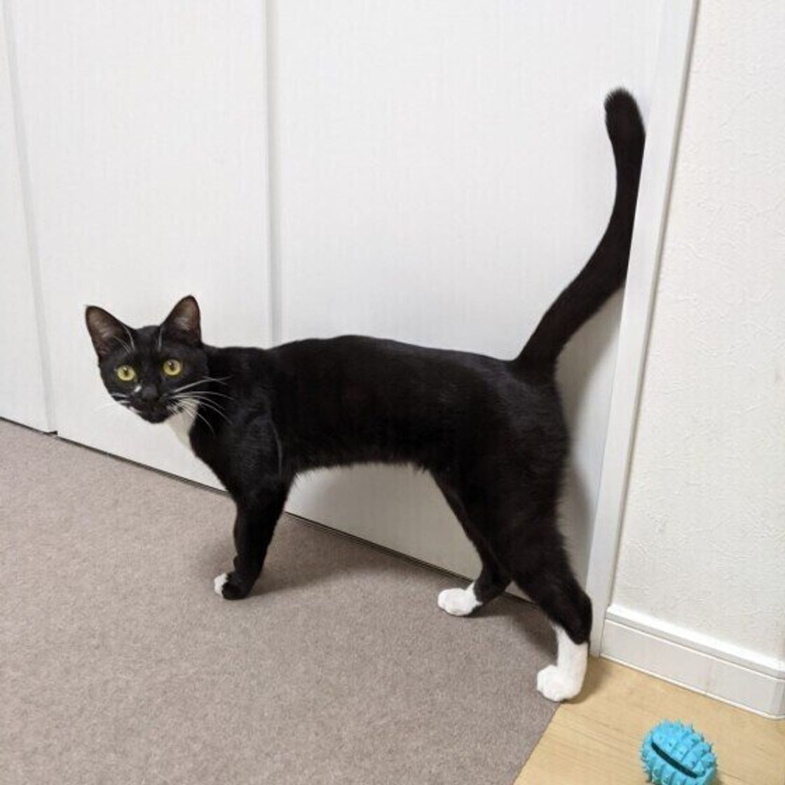 猫独特な行動やしぐさは 単独行動 に所以があった ねこのきもちweb Magazine 猫独特な行動やしぐさは 単独行動 に所以があった ねこのきもちweb Magazine