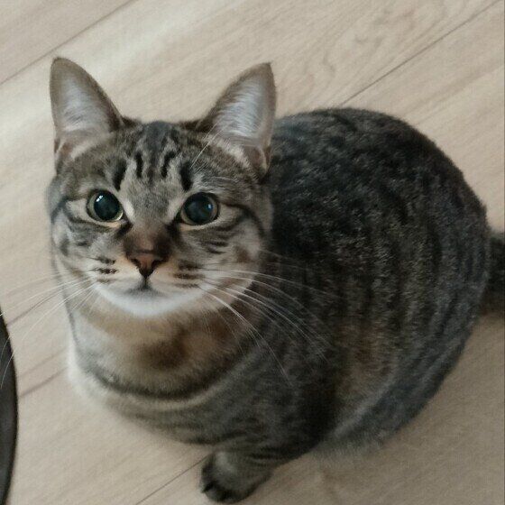 お腹が空いたと訴える猫