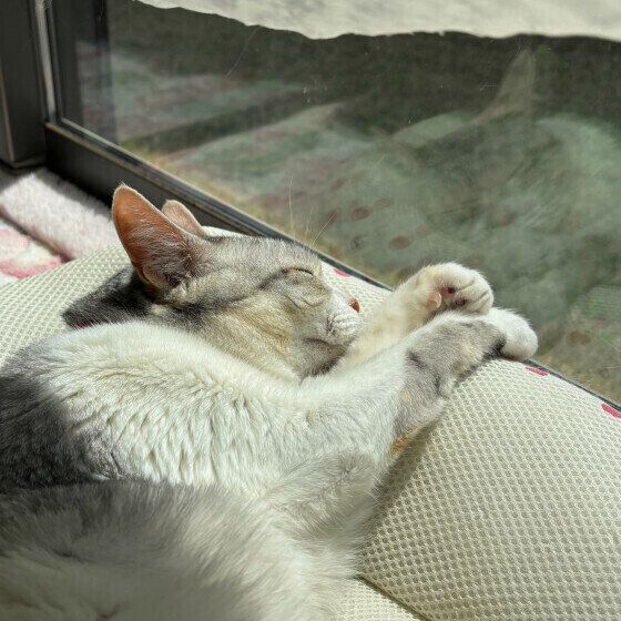 日向ぼっこをするココちゃん