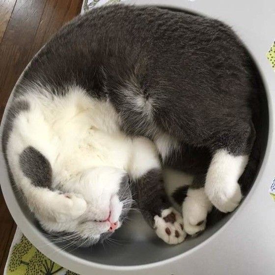 猫鍋に入るブリティッシュショートヘア