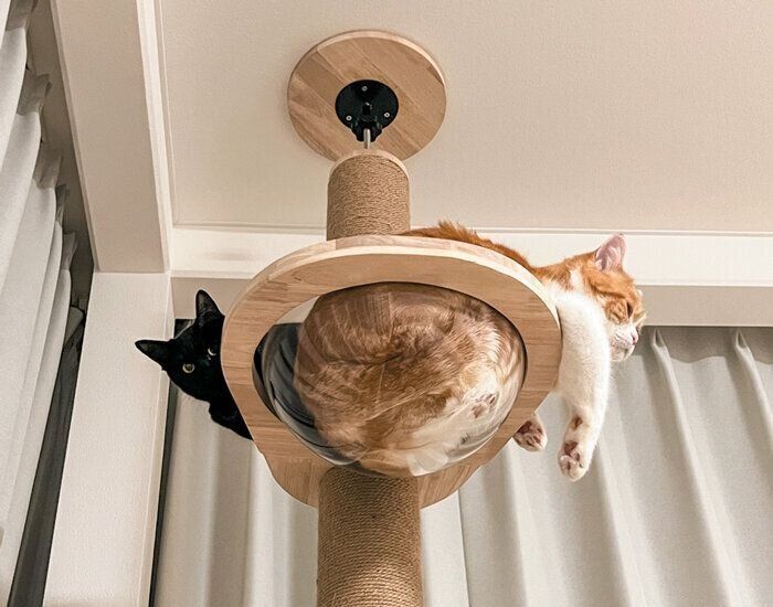 猫タワーでくつろぐ2匹の猫