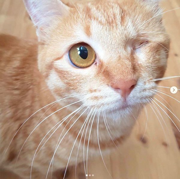 元保護猫・みちるちゃん