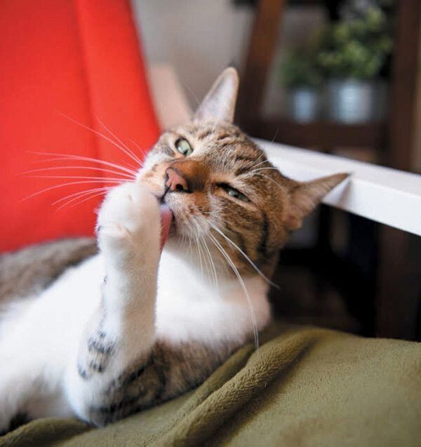 あなたと暮らす愛猫の世界には22の好きがあふれている