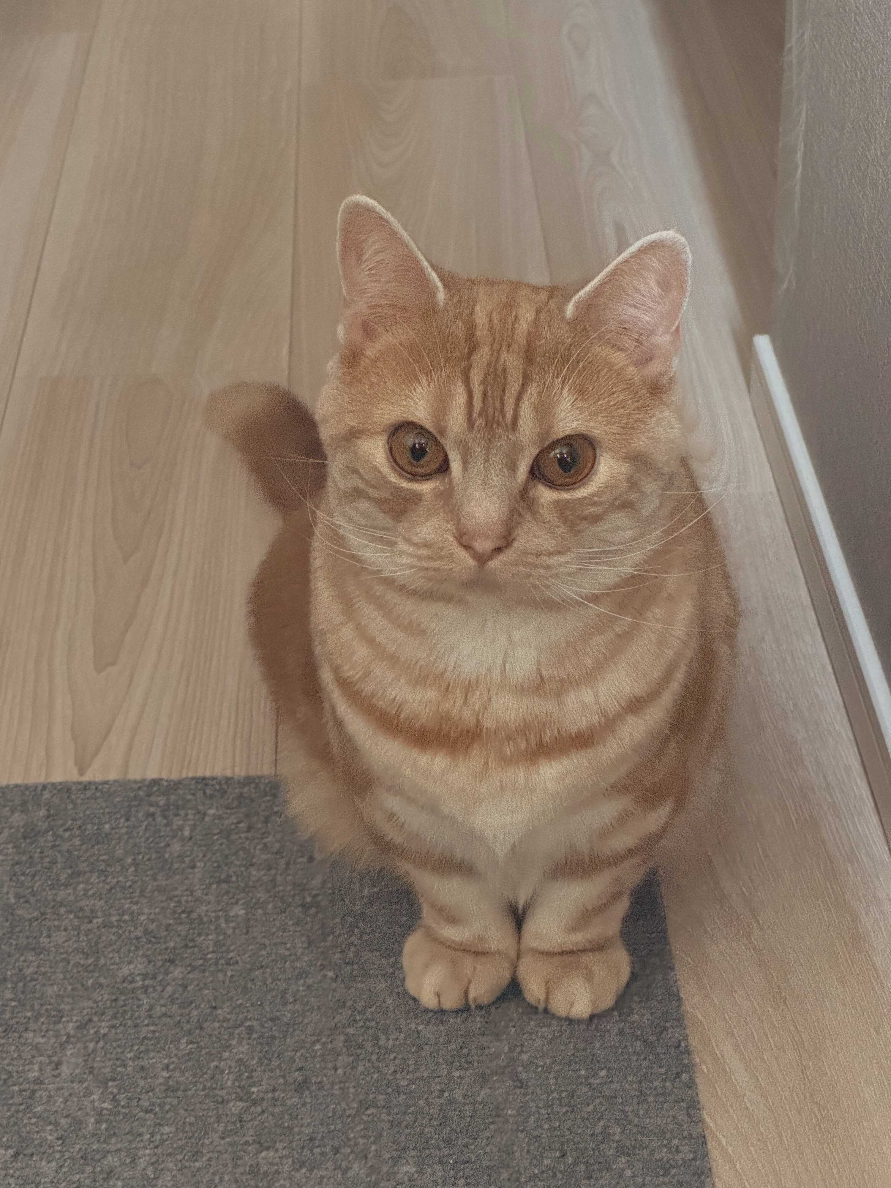 床に座っている猫