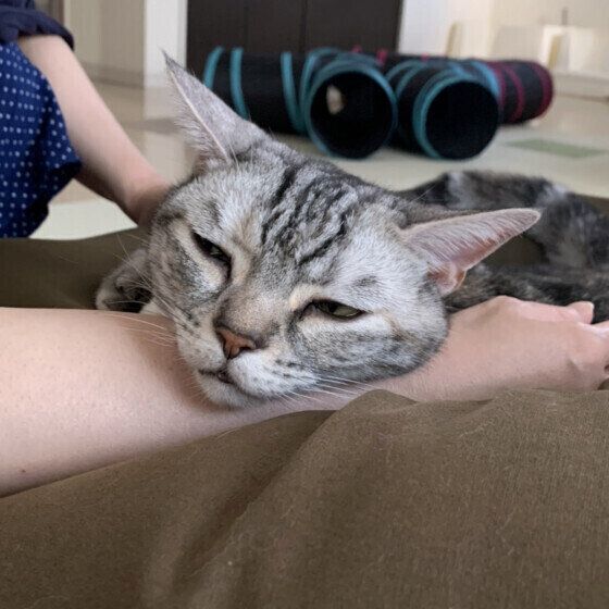 なでなでされるアメショのめいちゃん