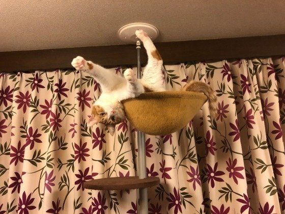 柚子彦くん　MIX　茶×白