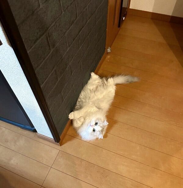 寝転がるノーマンくん