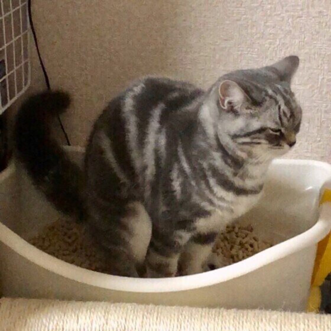 猫が排泄物に 砂をかける 理由はさまざま 砂かけをしないタイプの猫には傾向も ねこのきもちweb Magazine 猫が排泄物に 砂をかける 理由はさまざま 砂かけをしないタイプの猫には傾向も ねこのきもちweb Magazine