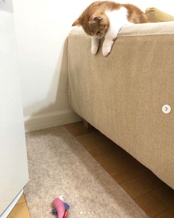 お魚のおもちゃを観察するころんちゃん