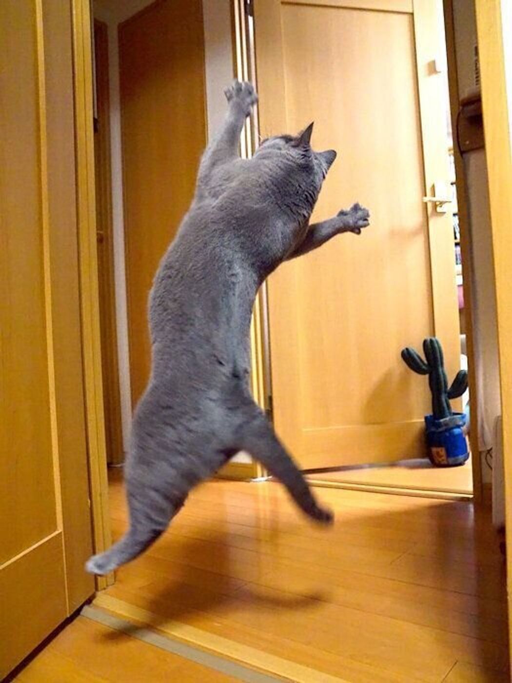 猫のジャンプもいろいろ 本日もねこ晴れなり Vol 292 ねこのきもちweb Magazine 猫のジャンプもいろいろ 本日もねこ晴れなり Vol 292 ねこのきもちweb Magazine