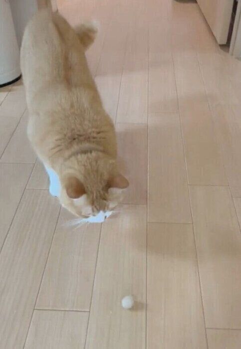 ボール遊びをするさんてくん