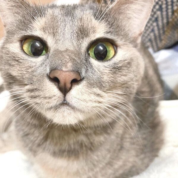 見つめるくぅちゃん