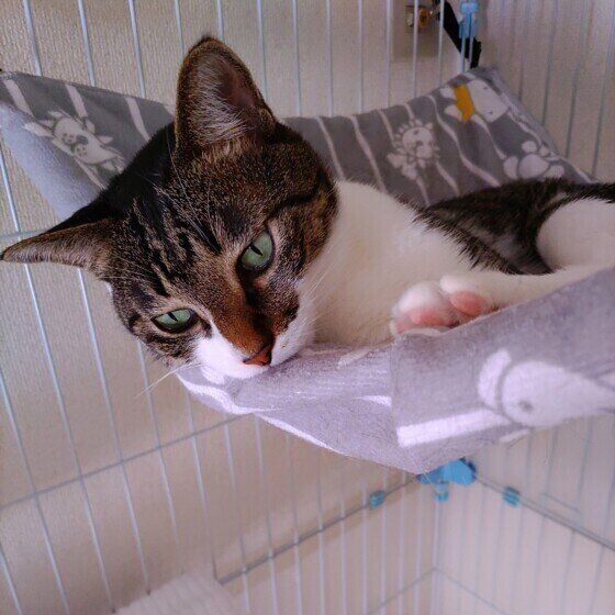 キジシロのガジラくん