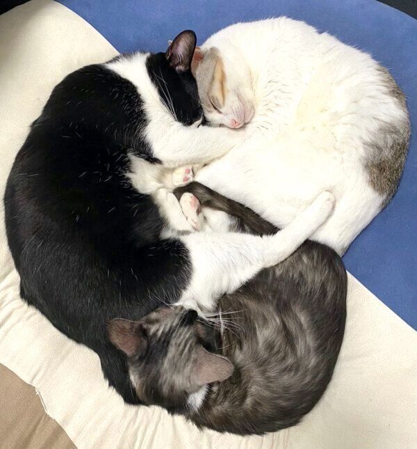 くっついて眠るもやしくん、くろまめちゃん、とうふちゃん