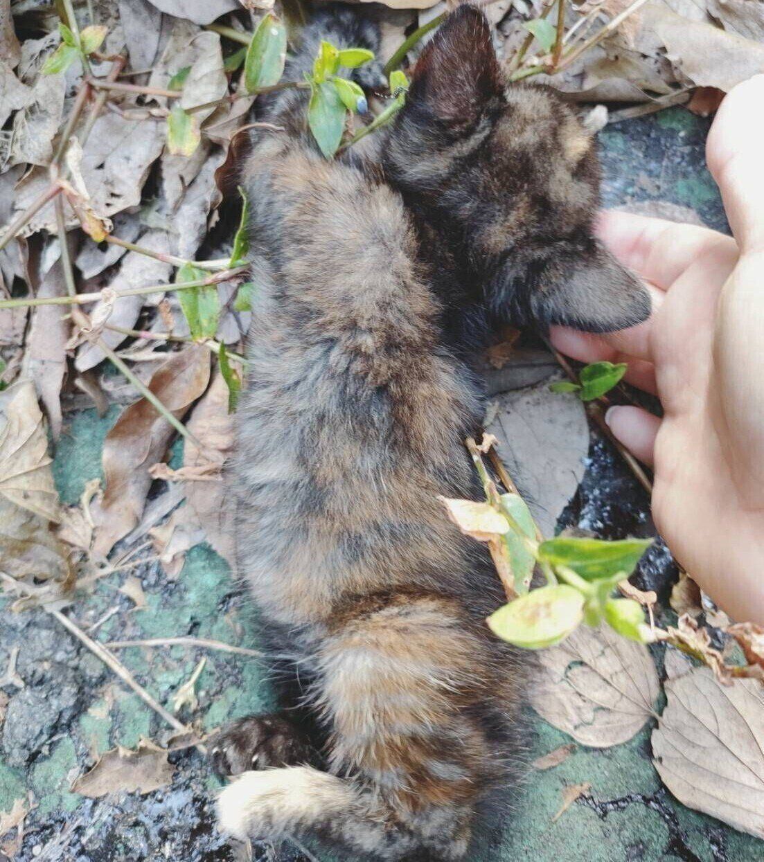 保護当時の晴ちゃん