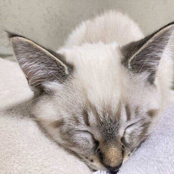 挟まって寝るサバトラ