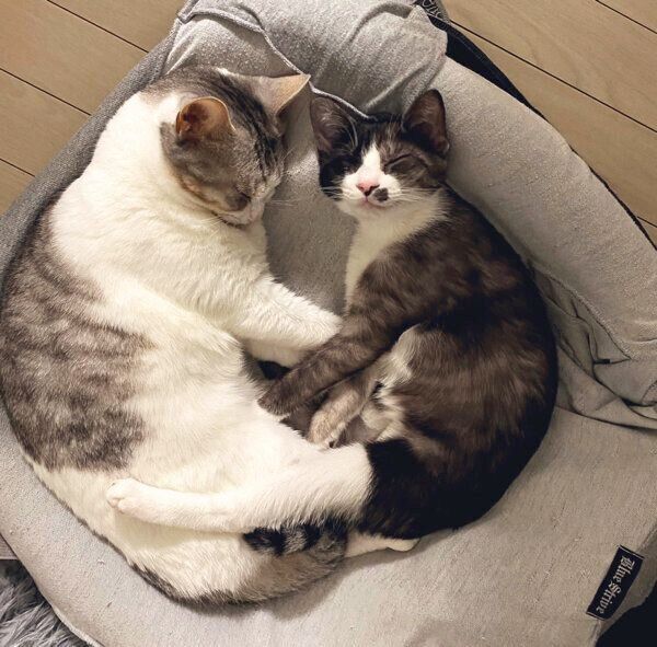 仲良く眠るとうふちゃん、もやしくん