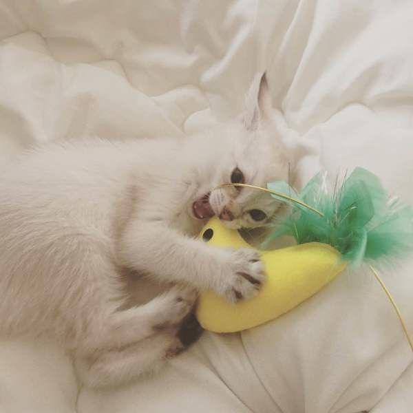 黄色いおもちゃを一生懸命噛んでいるMIXグレーの猫