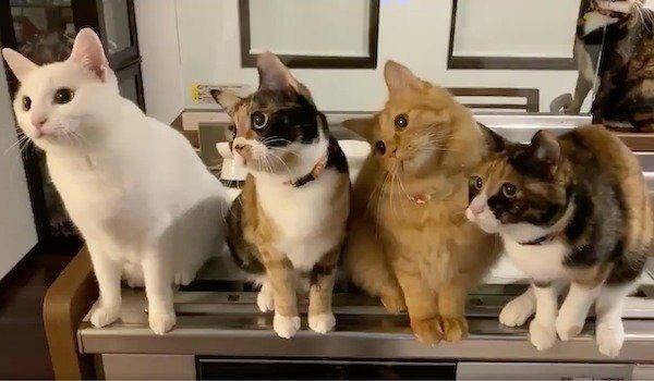 まったく同じ動きをする猫たち