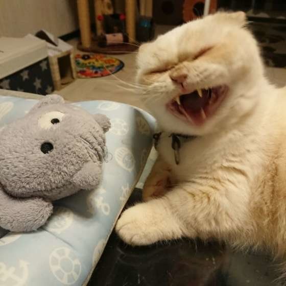 あくびをする猫