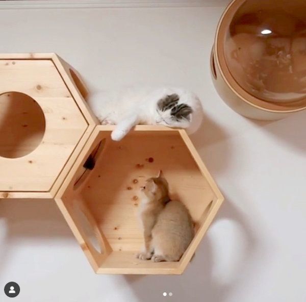 仲良く遊ぶライくんとカイくん