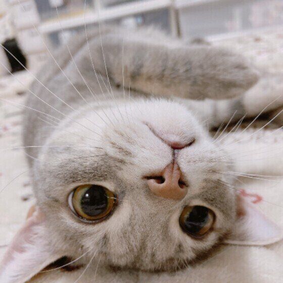 見つめるアメリカンショートヘア