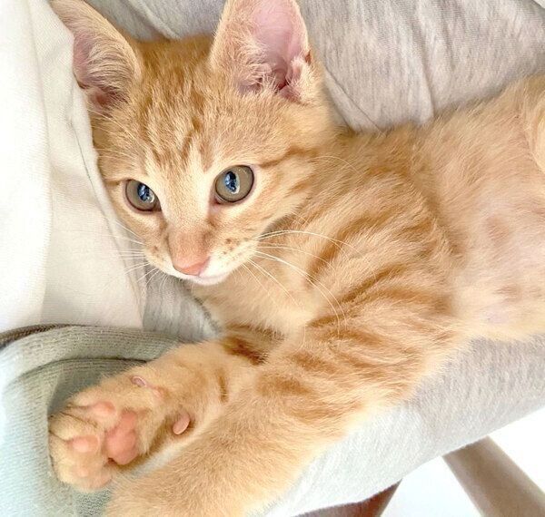 くつろぐみゃおちゃん