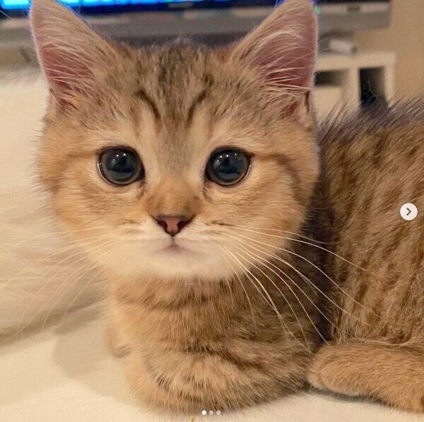 見つめるにぼしちゃん