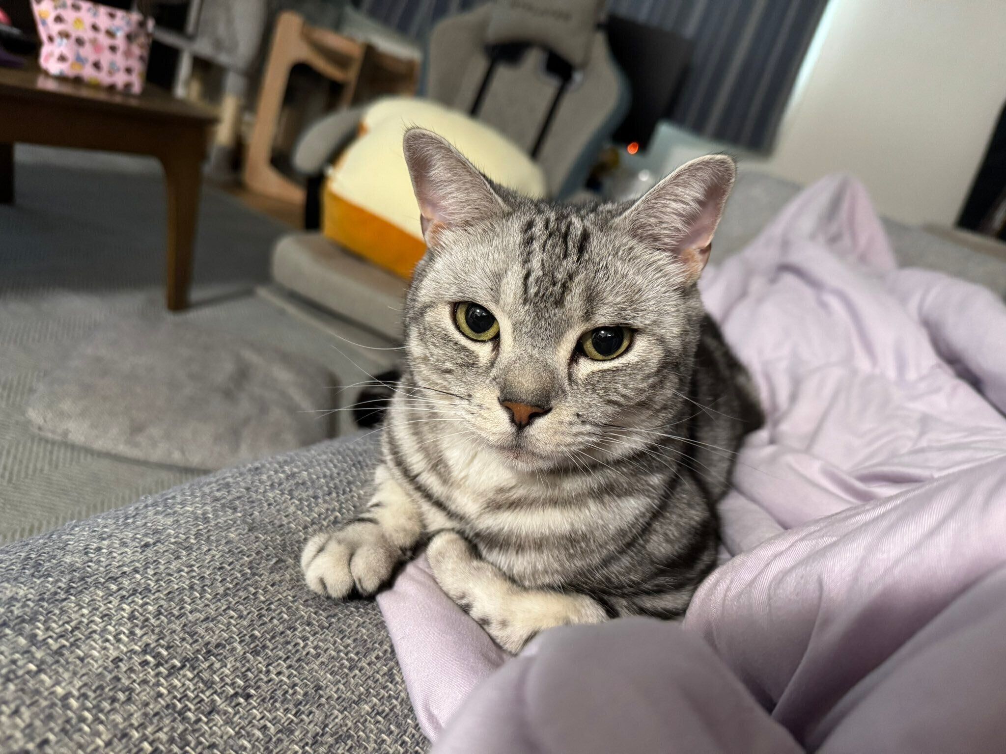 ソファーに寝転んでいるアメリカンショートヘア