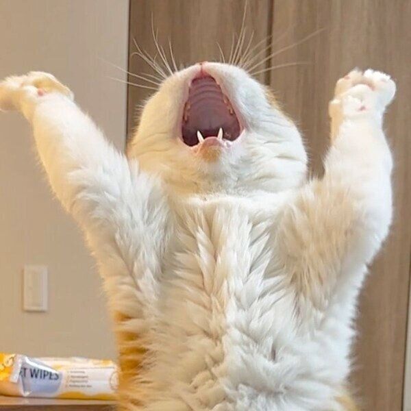 両前足をあげてあくびをするむぎくん