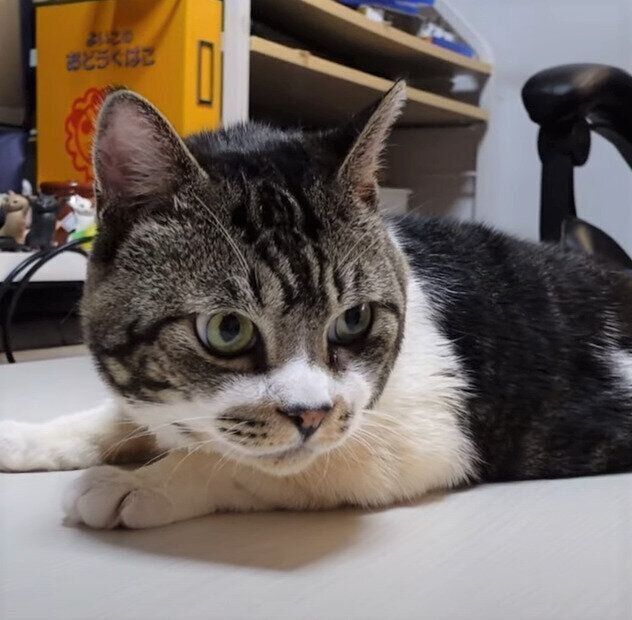 抜け毛ボールを狙う猫のリキちゃん