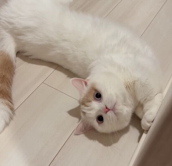 トイレのドアの前で待っていたほたてくん