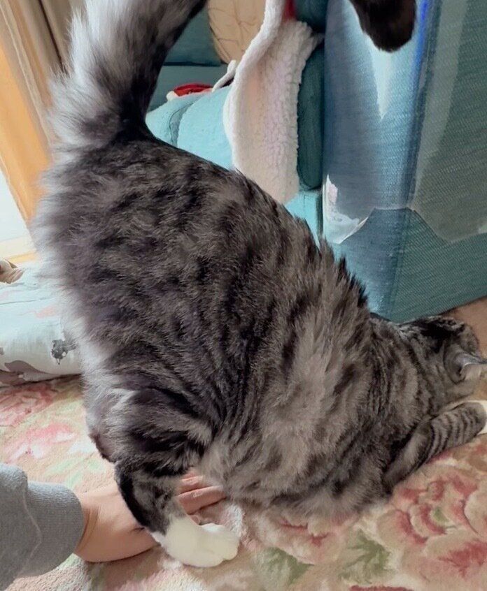 なでられ待ちをする影丸くん