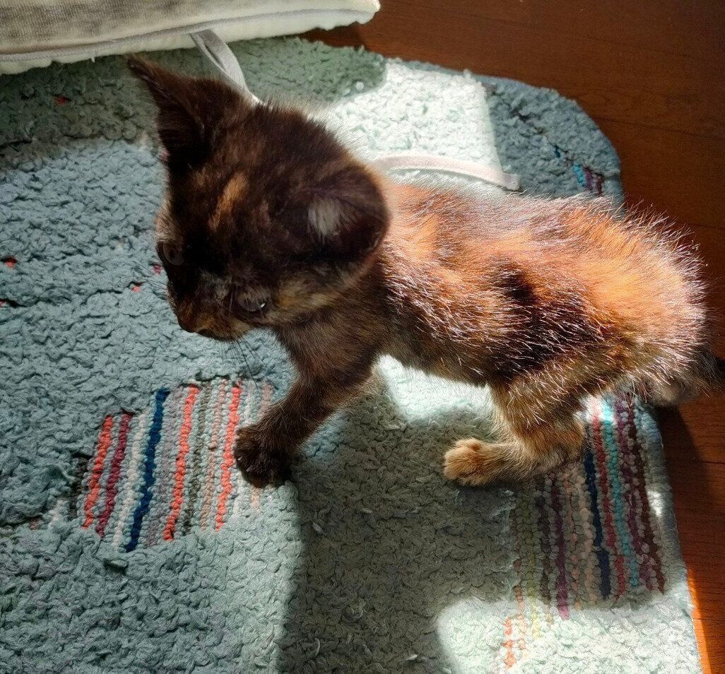 保護したばかりのころの晴ちゃん