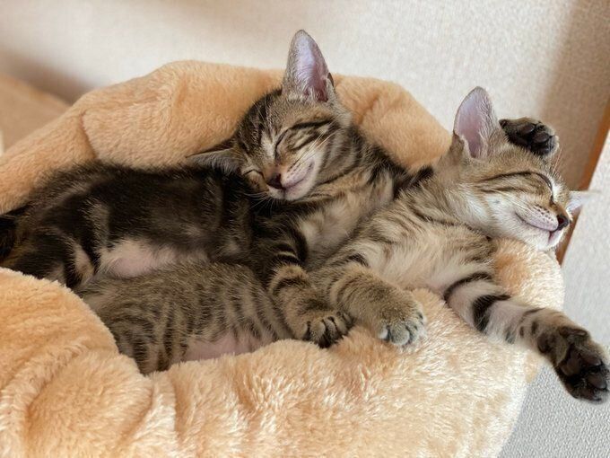 すっかり飼い主さん宅に慣れた？　安心した様子で眠る2匹
